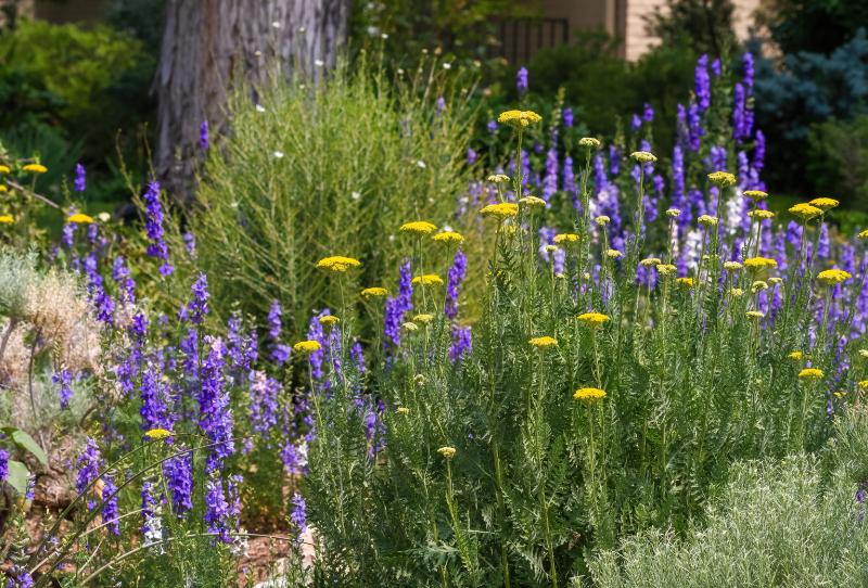 Native Plant Landscaping
