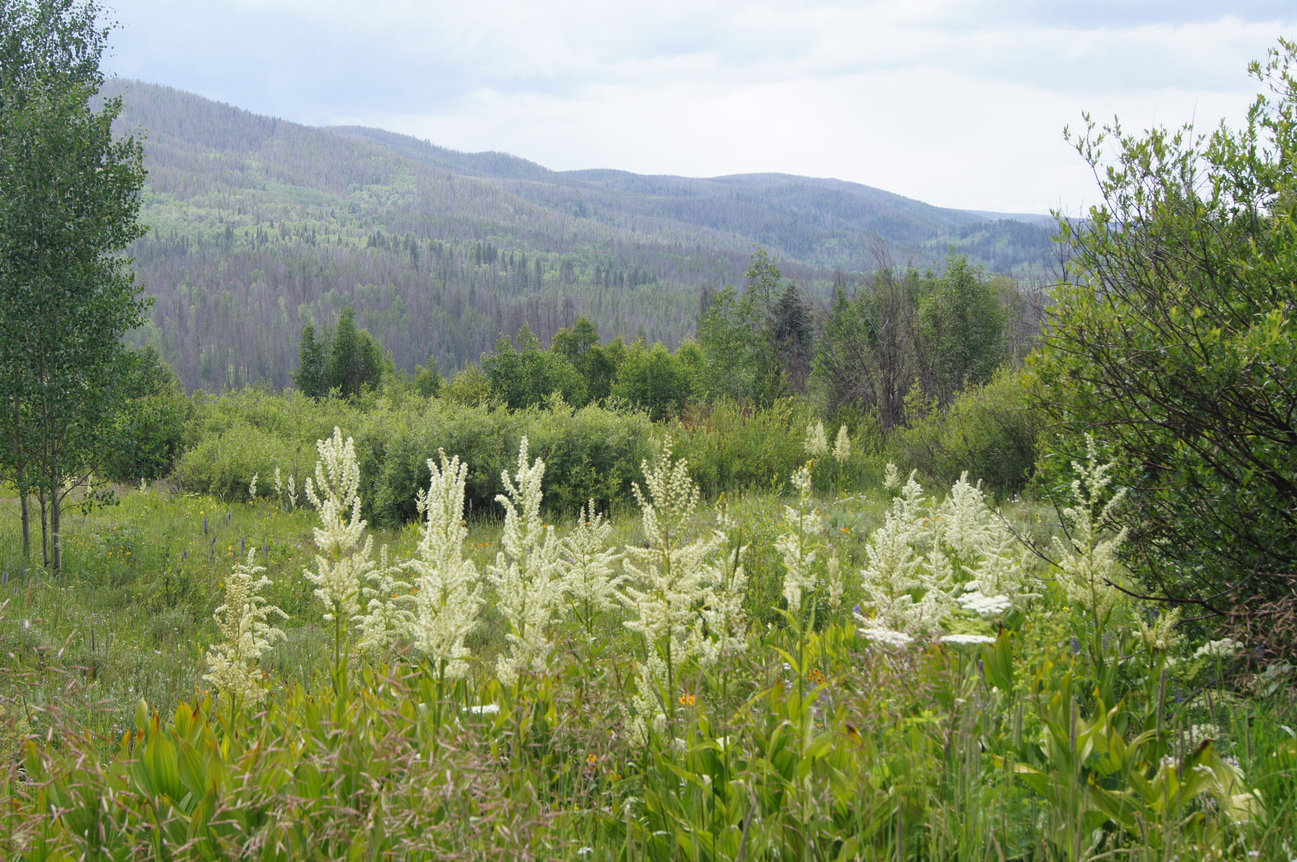 Forest and Woodland Management Colorado